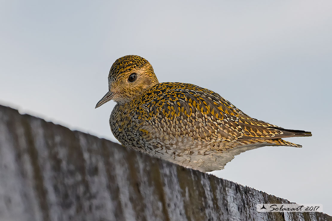 Pluvialis apricaria: Piviere dorato; European golden plover