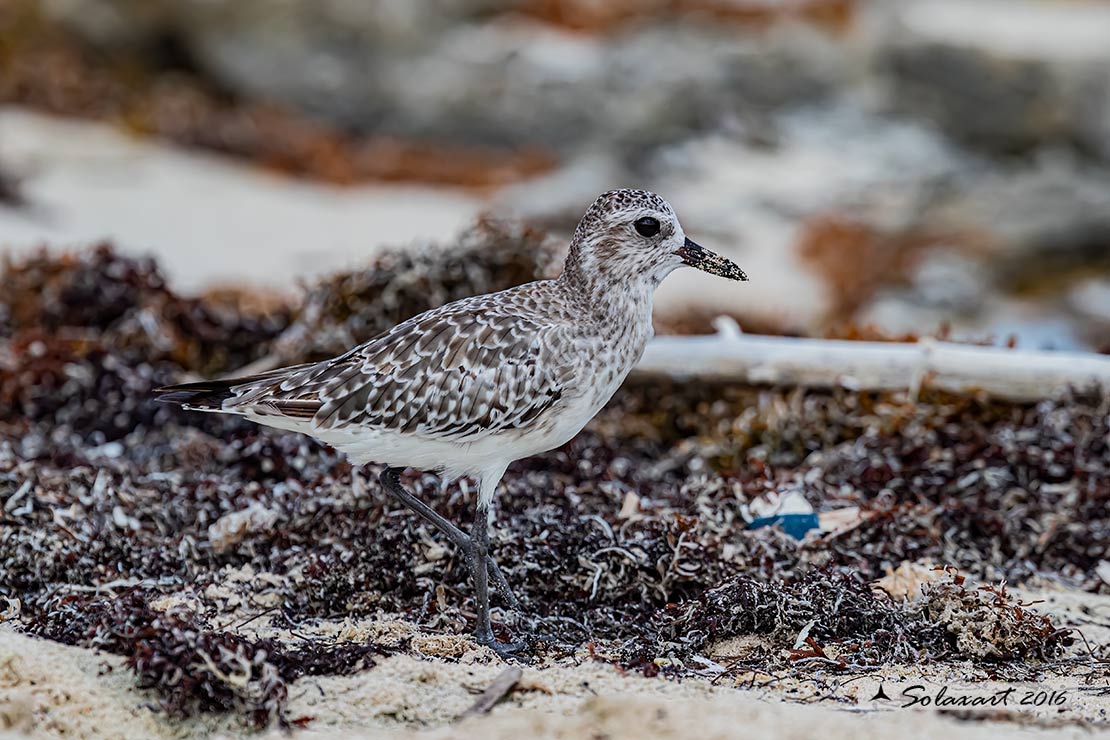 Pluvialis dominica - piviere dorato americano - American golden plover 