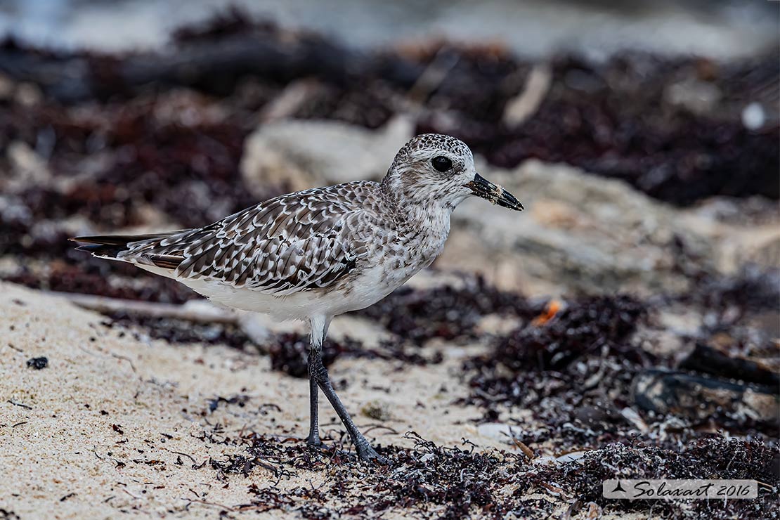 Pluvialis dominica - piviere dorato americano - American golden plover 