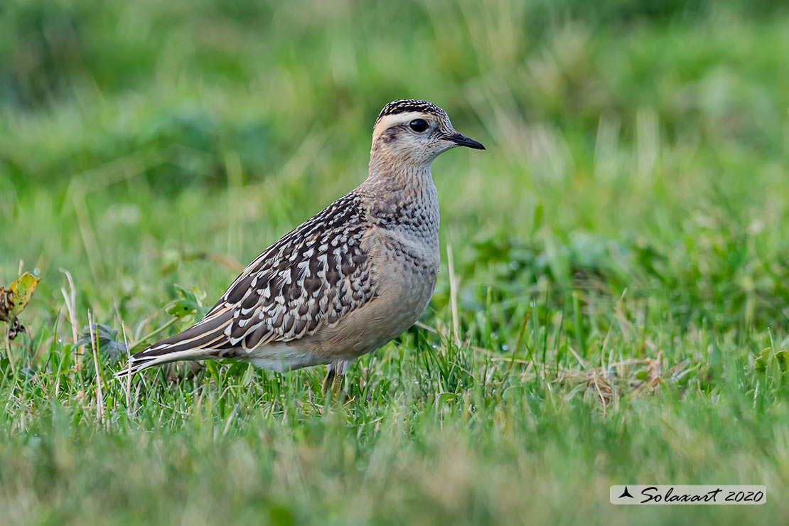 Charadrius morinellus - Piviere tortolino - Eurasian dotterel