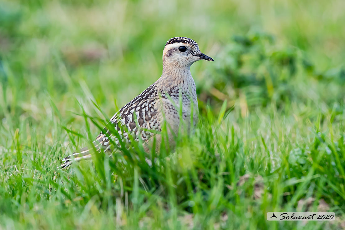 Charadrius morinellus - Piviere tortolino - Eurasian dotterel