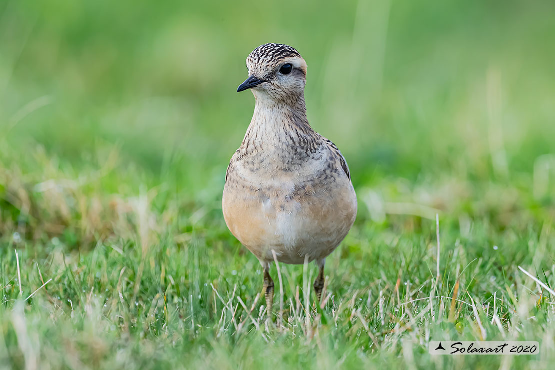 Charadrius morinellus - Piviere tortolino - Eurasian dotterel