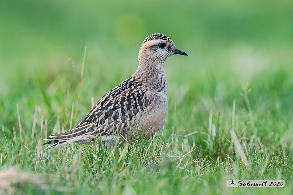 Charadrius morinellus - Piviere tortolino - Eurasian dotterel