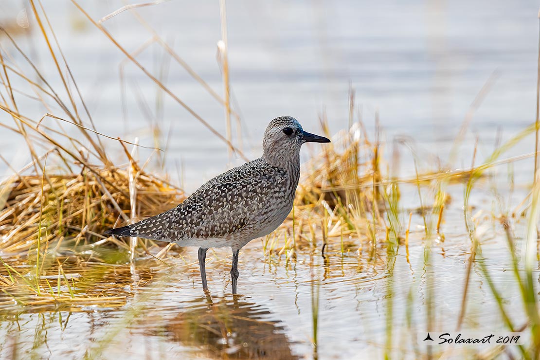 Pluvialis squatarola: Pivieressa; Grey Plover