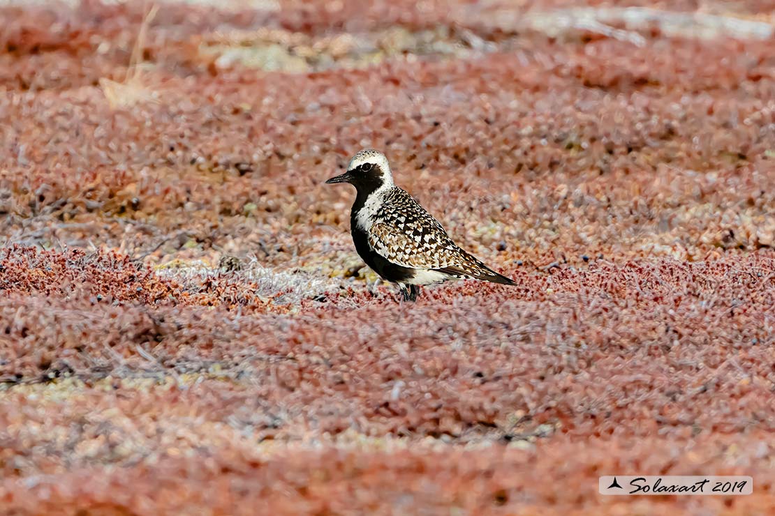 Pluvialis squatarola: Pivieressa; Grey Plover