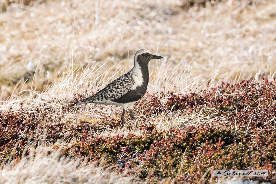 Pluvialis squatarola: Pivieressa; Grey Plover