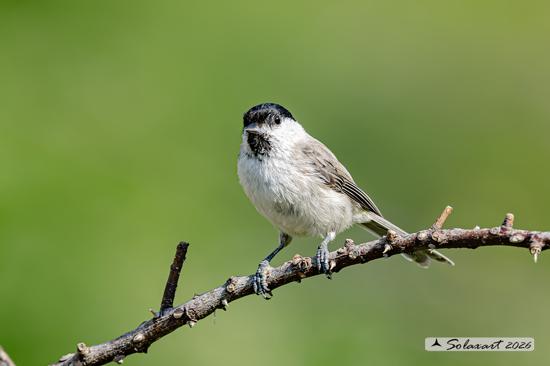Poecile palustris ; Cincia Bigia ; Marsh Tit