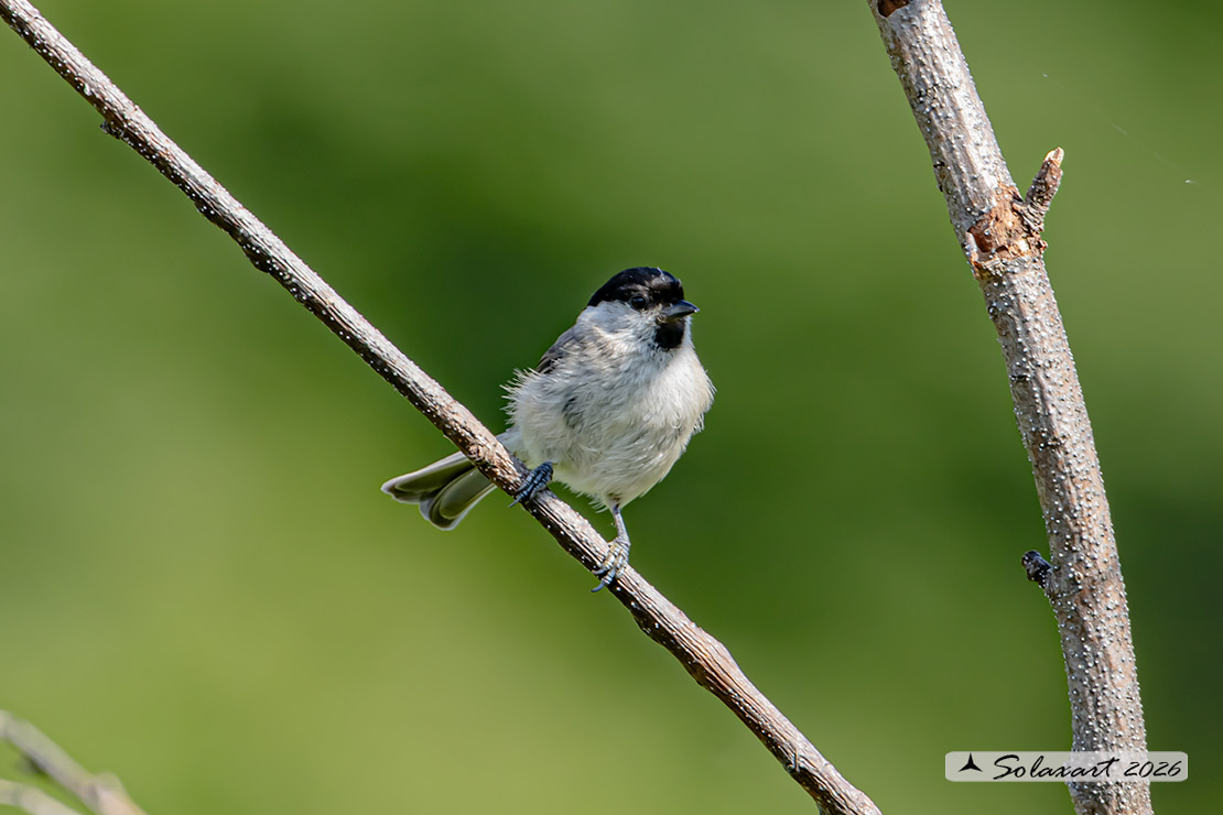 Poecile palustris ; Cincia Bigia ; Marsh Tit