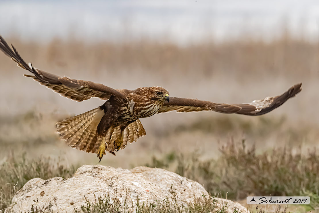 Buteo buteo - Poiana - Common Buzzard