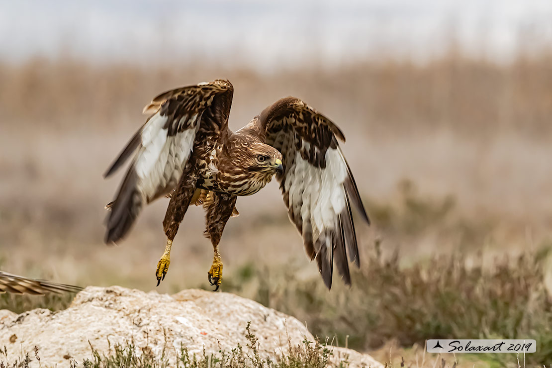 Buteo buteo - Poiana - Common Buzzard