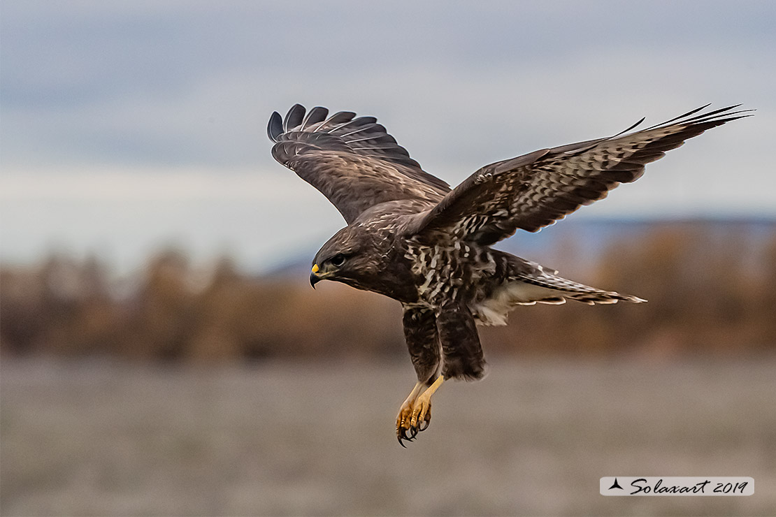 Buteo buteo - Poiana - Common Buzzard