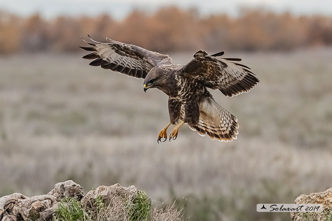 Buteo buteo - Poiana - Common Buzzard