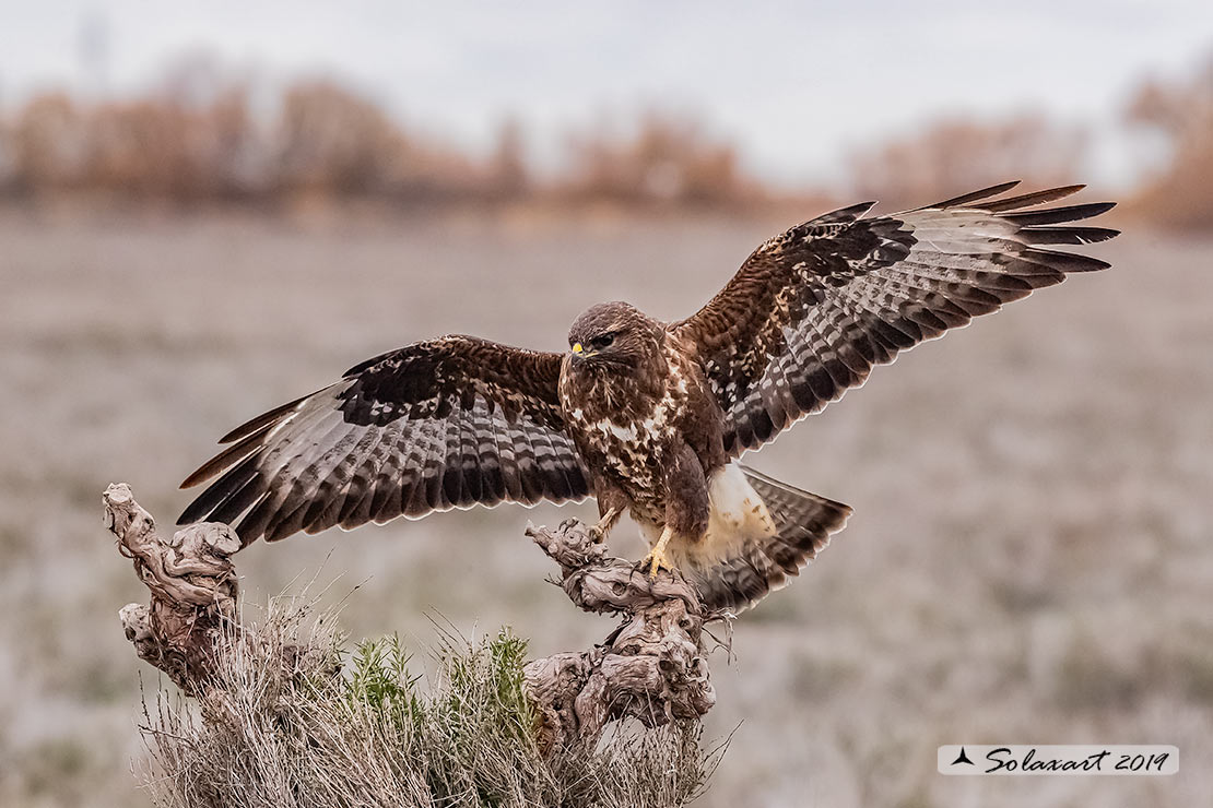 Buteo buteo - Poiana - Common Buzzard