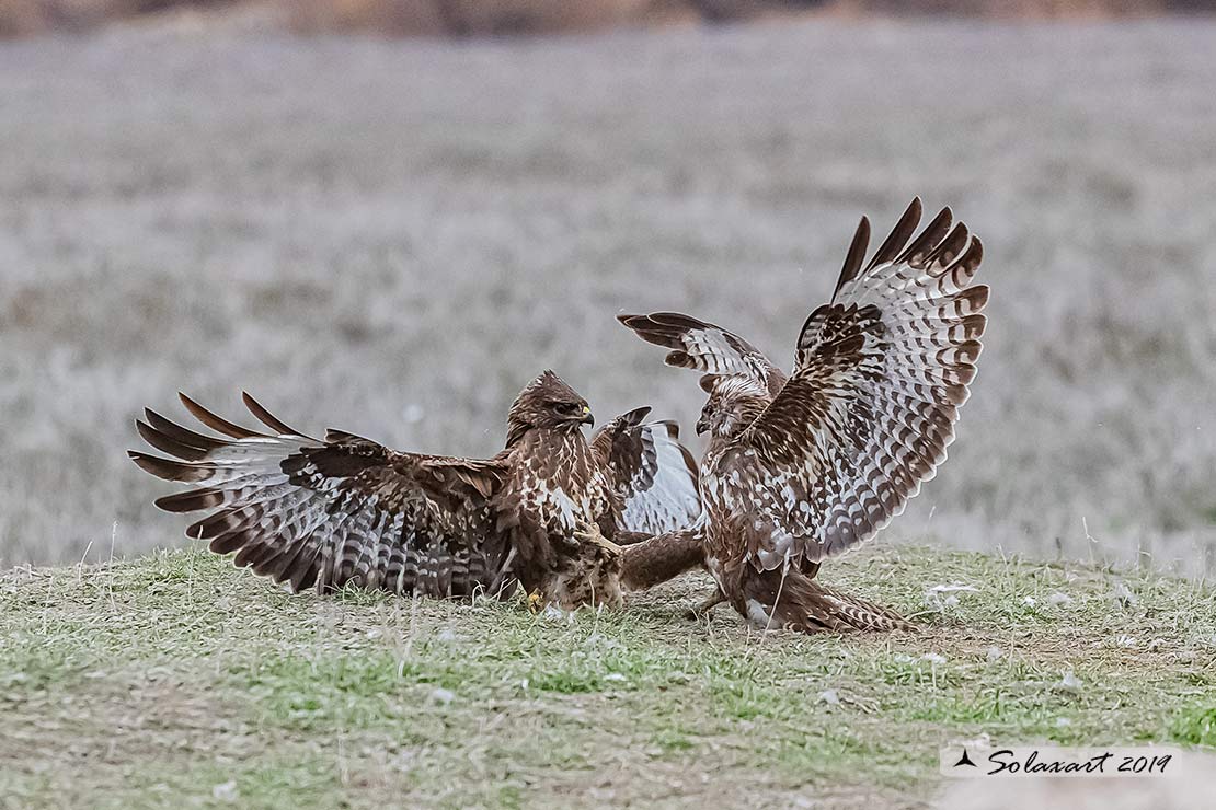 Poiana  (Buteo buteo)  combattimenti  