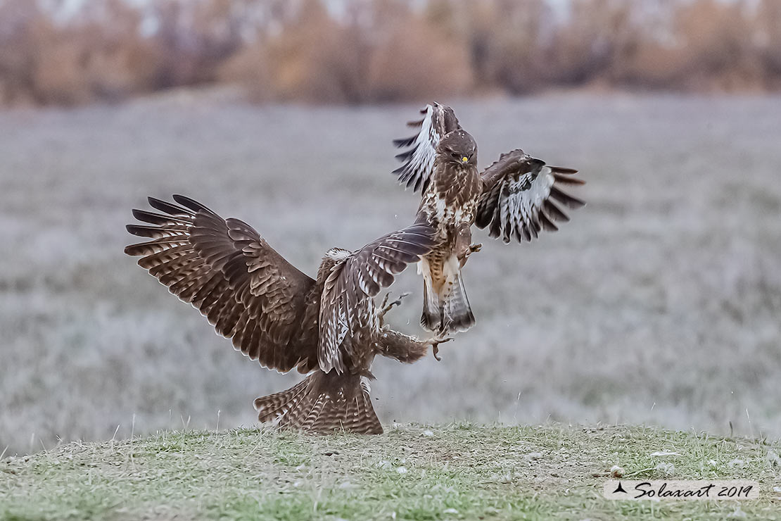 Poiana  (Buteo buteo)  combattimenti  