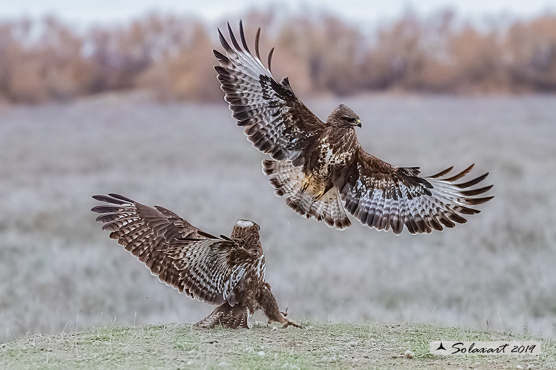 Poiana  (Buteo buteo)  combattimenti  