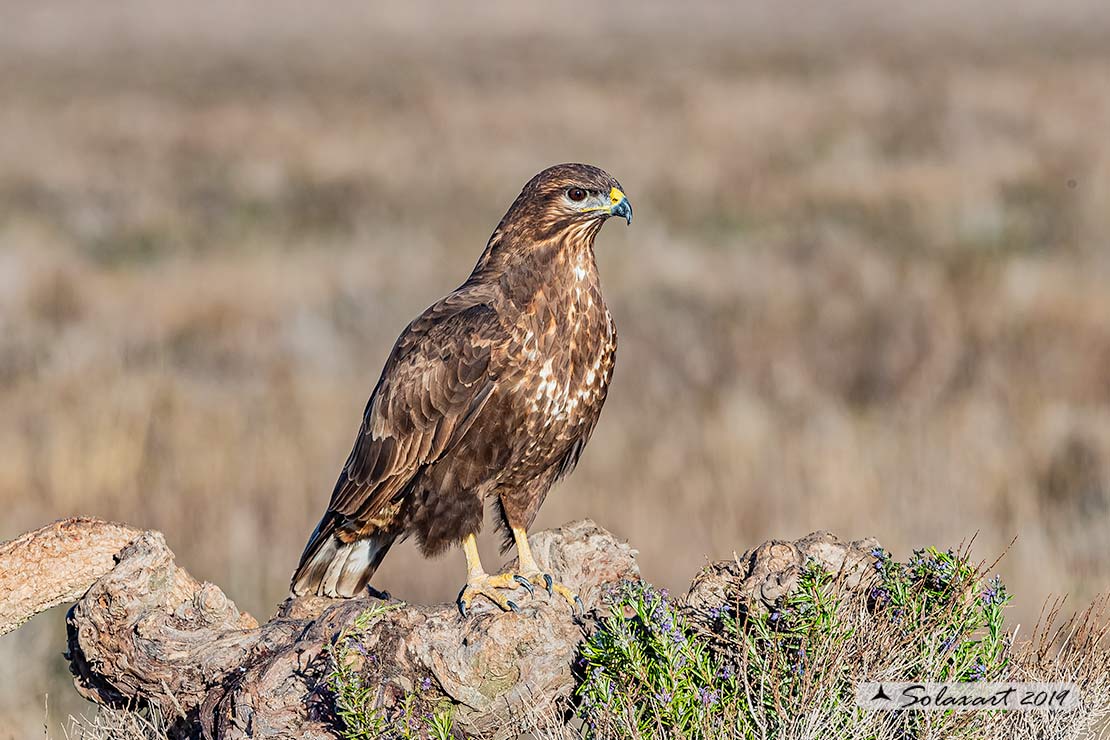 Buteo buteo - Poiana - Common Buzzard