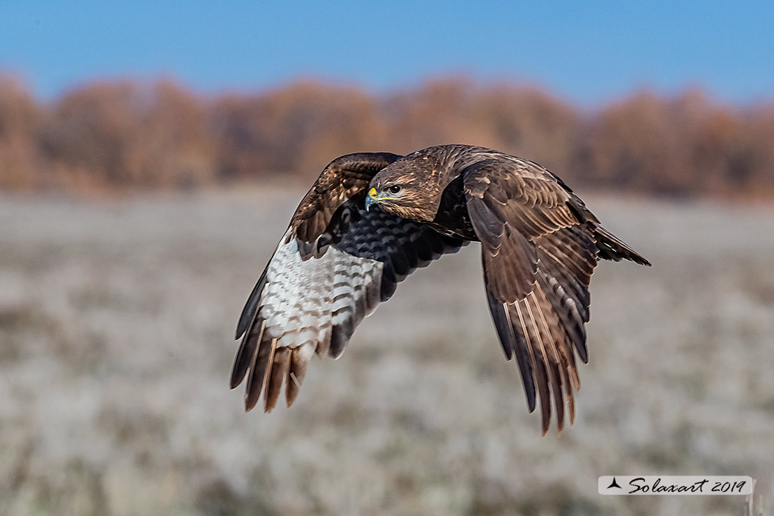 Buteo buteo - Poiana - Common Buzzard