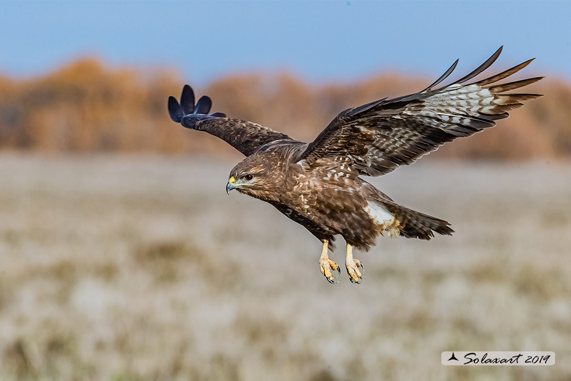 Buteo buteo - Poiana - Common Buzzard