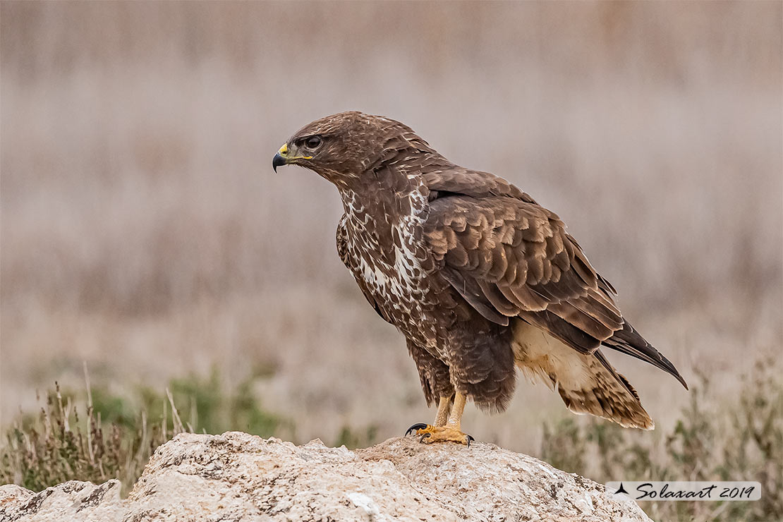 Poiana  (Buteo Buteo)