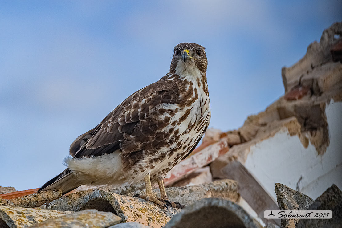 Poiana  (Buteo Buteo)