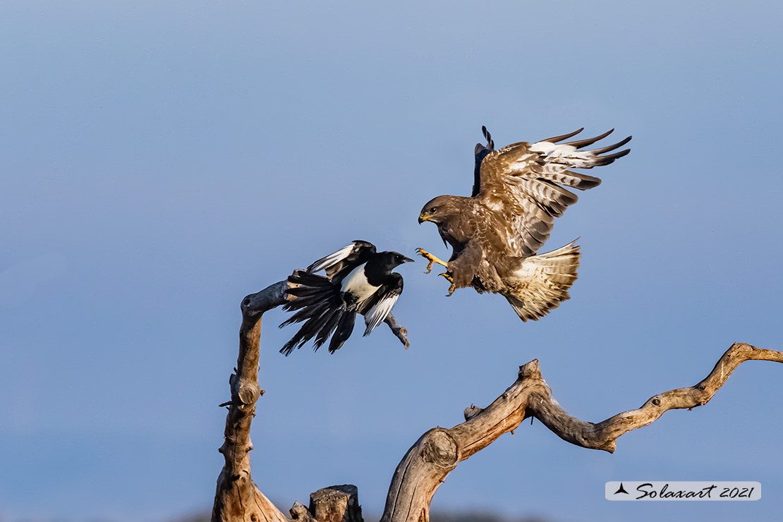 Poiana  (Buteo buteo)  combattimenti  