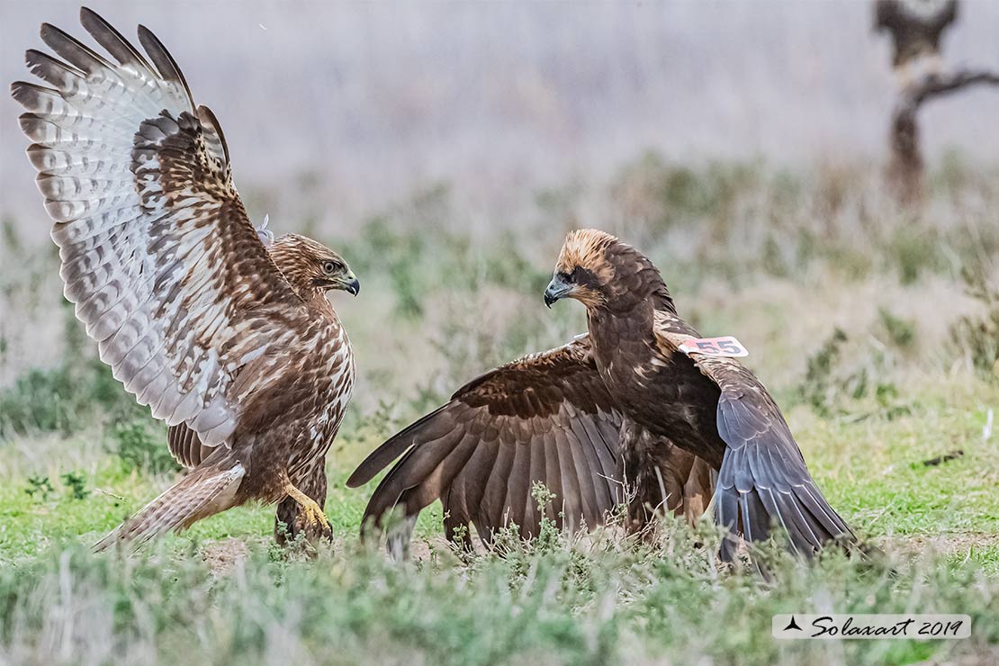 Poiana e Falco di palude