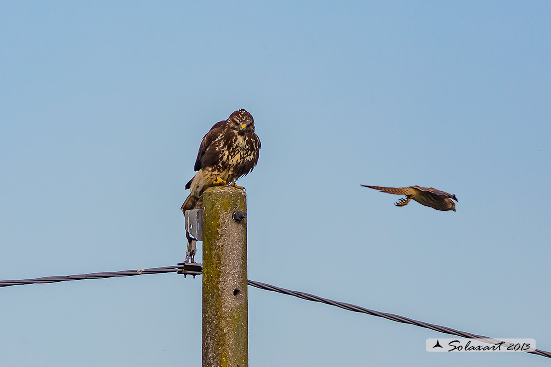 Falco tinnunculus: Gheppio ; Common Kestrel