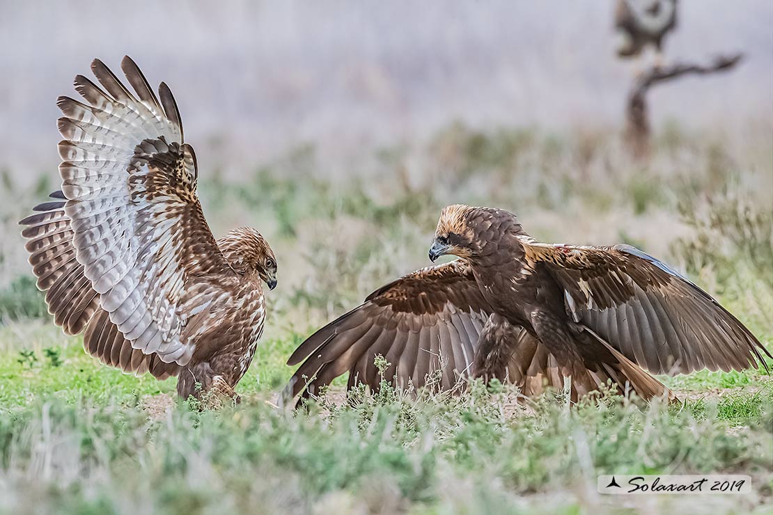 Poiana e Falco di palude