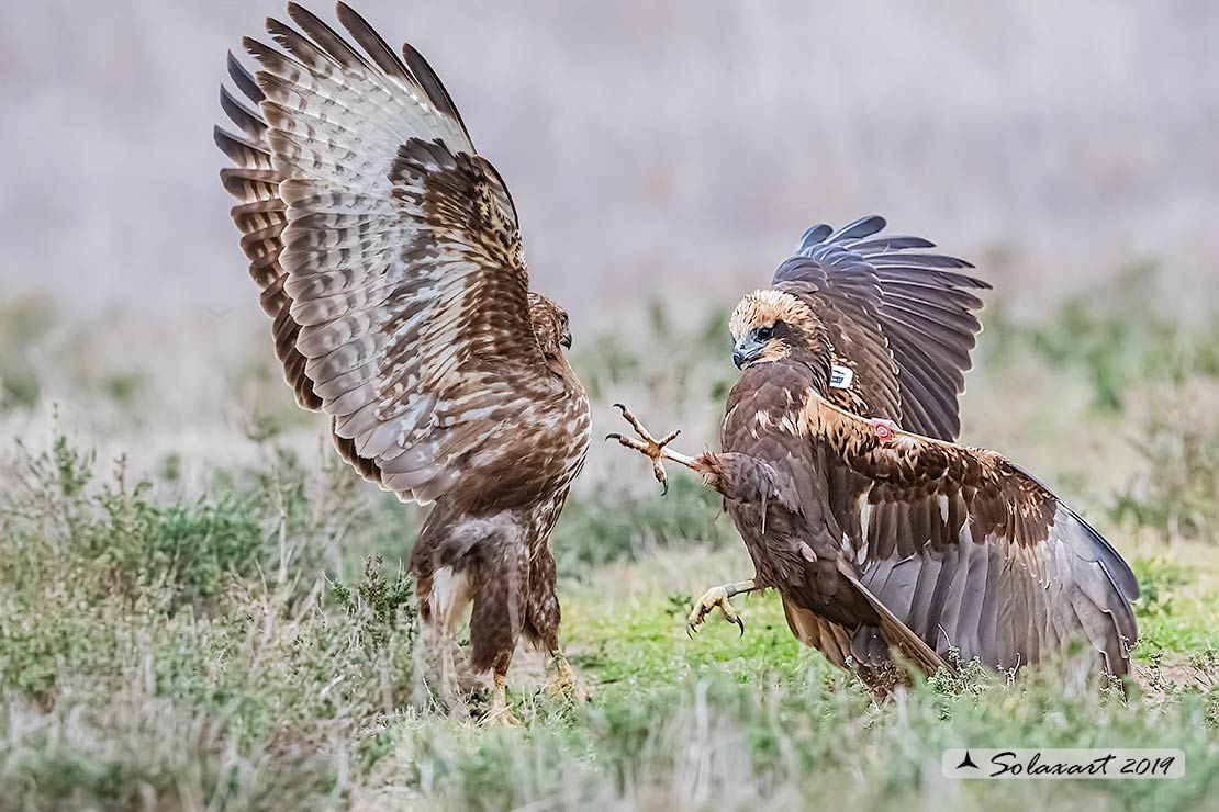 Poiana e Falco di palude