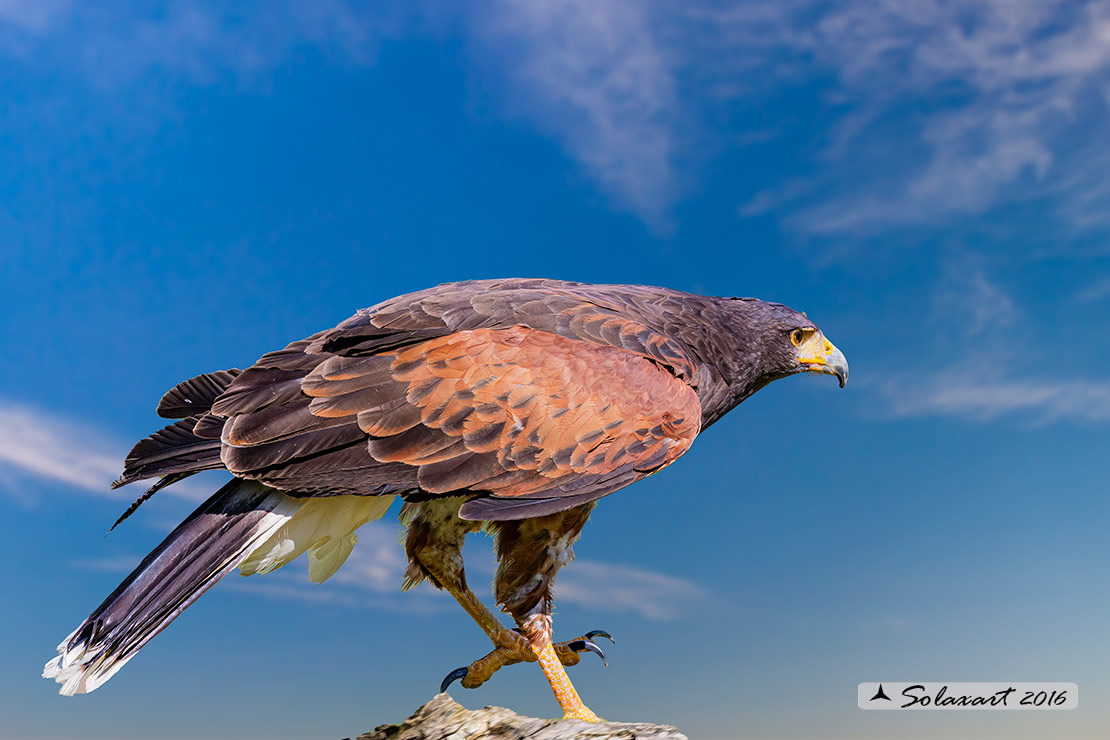 Parabuteo unicinctus: Poiana di Harris - Harris's hawk