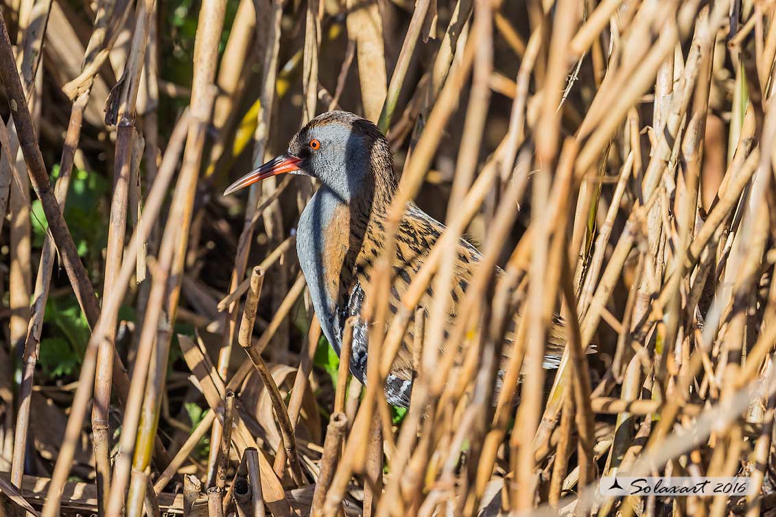 Rallus aquaticus:  Porciglione; Water rail