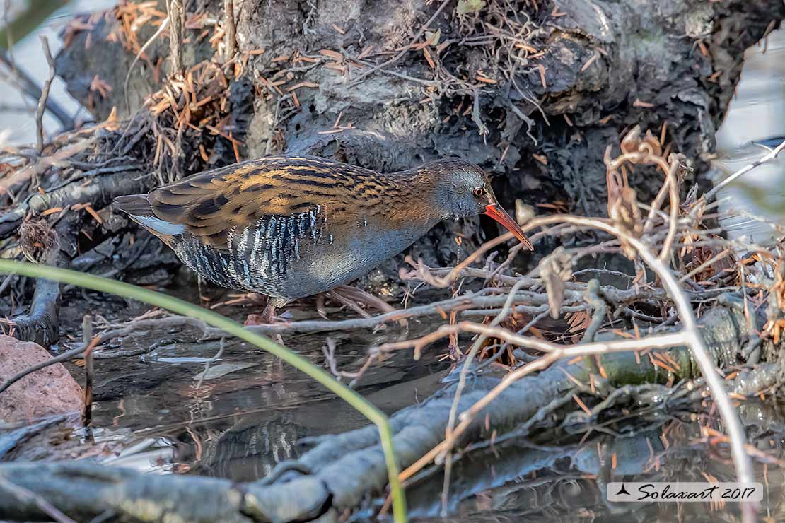 Rallus aquaticus:  Porciglione; Water rail