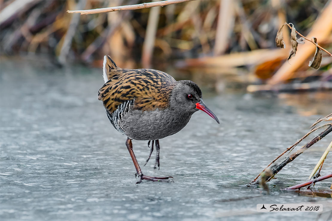 Rallus aquaticus:  Porciglione; Water rail