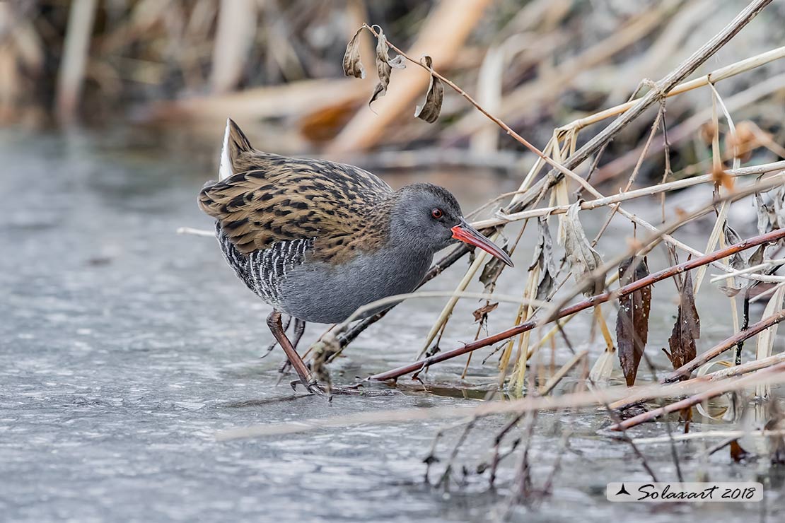 Rallus aquaticus:  Porciglione; Water rail