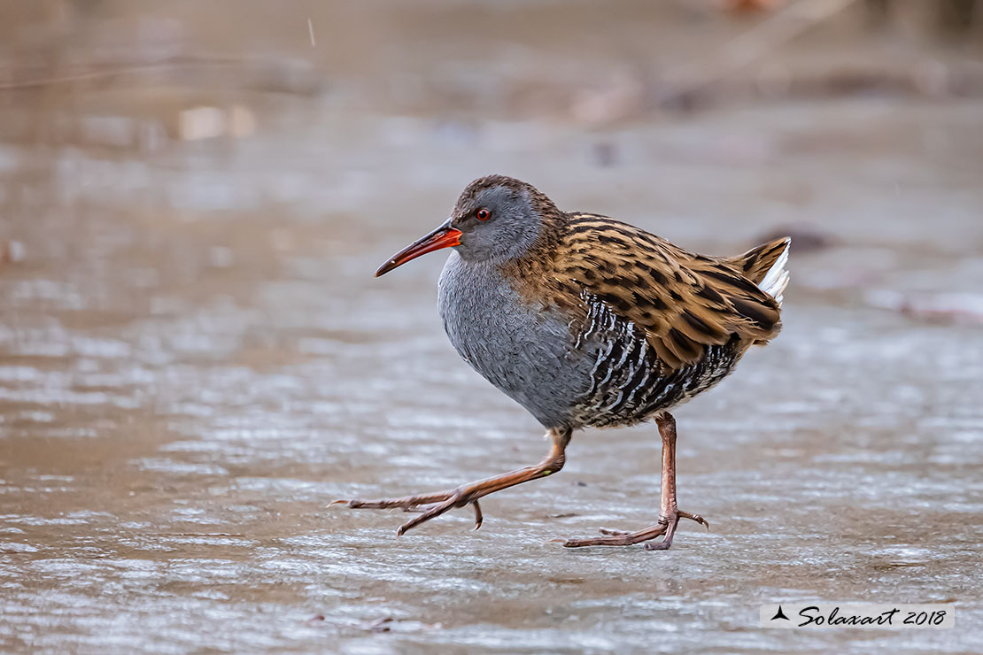 Rallus aquaticus:  Porciglione; Water rail