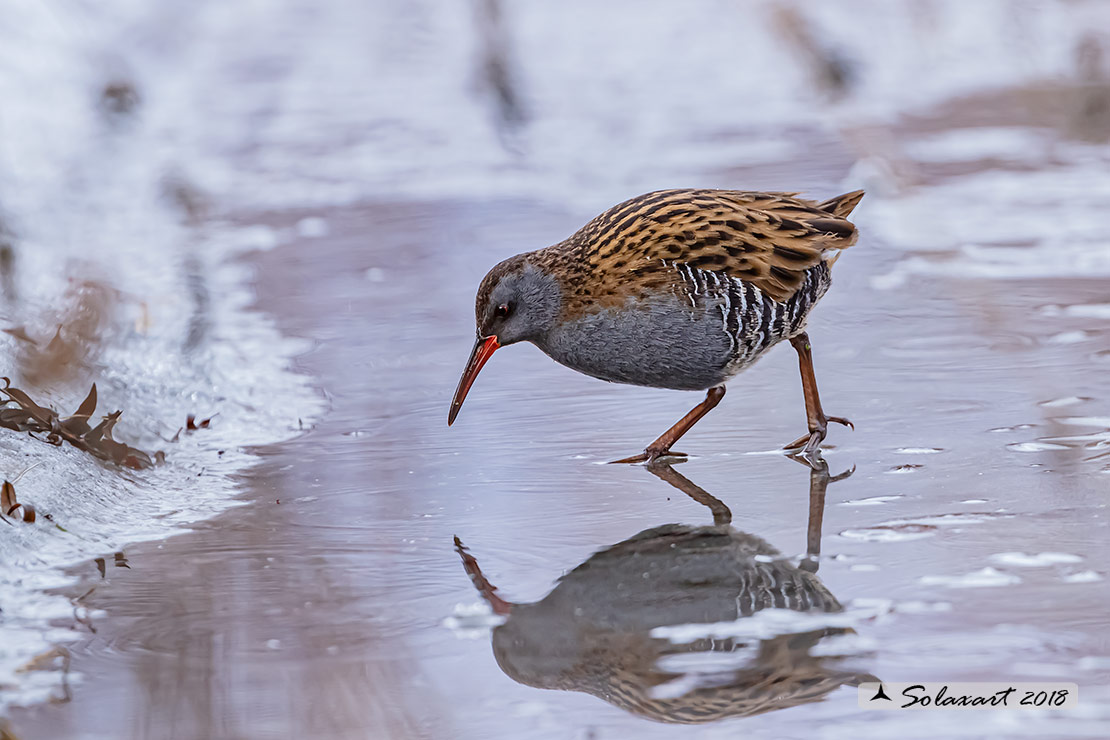 Rallus aquaticus:  Porciglione; Water rail