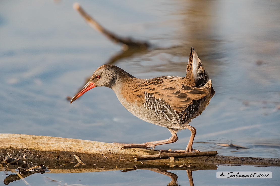 Rallus aquaticus:  Porciglione; Water rail