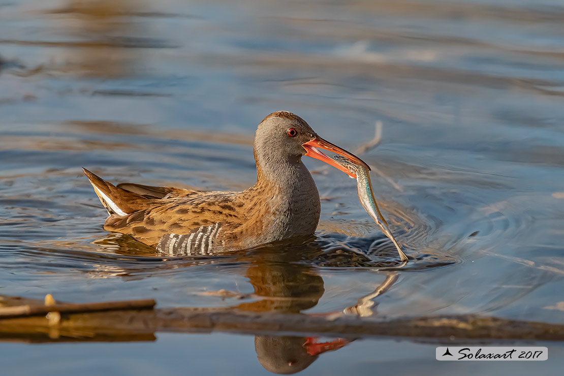 Rallus aquaticus:  Porciglione; Water rail