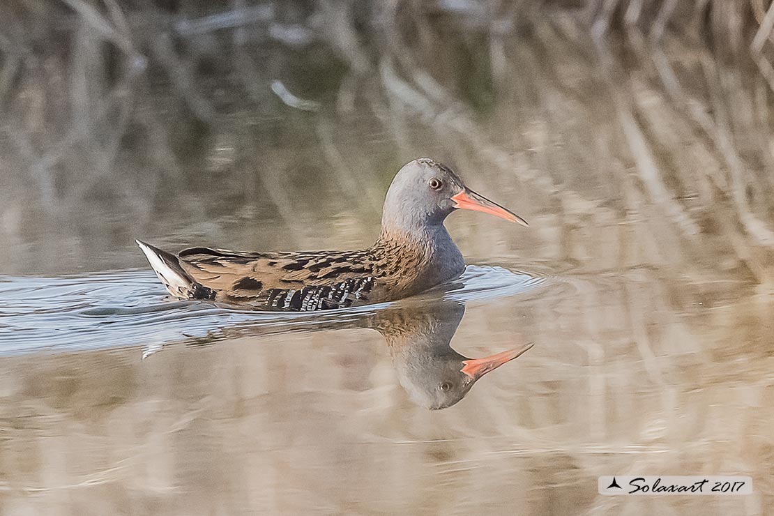 Rallus aquaticus:  Porciglione; Water rail