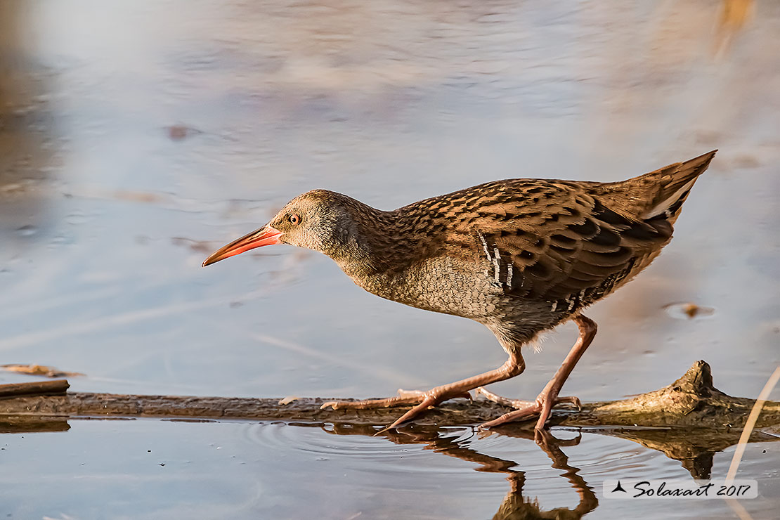 Rallus aquaticus:  Porciglione; Water rail