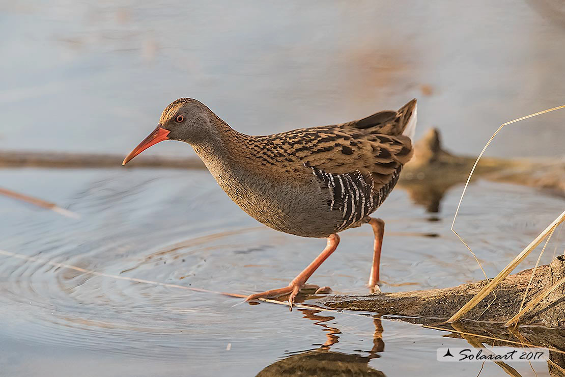 Rallus aquaticus:  Porciglione; Water rail