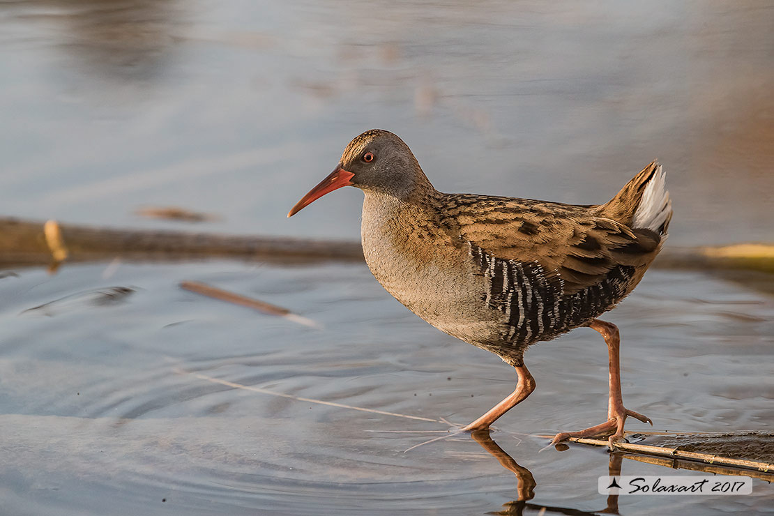 Rallus aquaticus:  Porciglione; Water rail