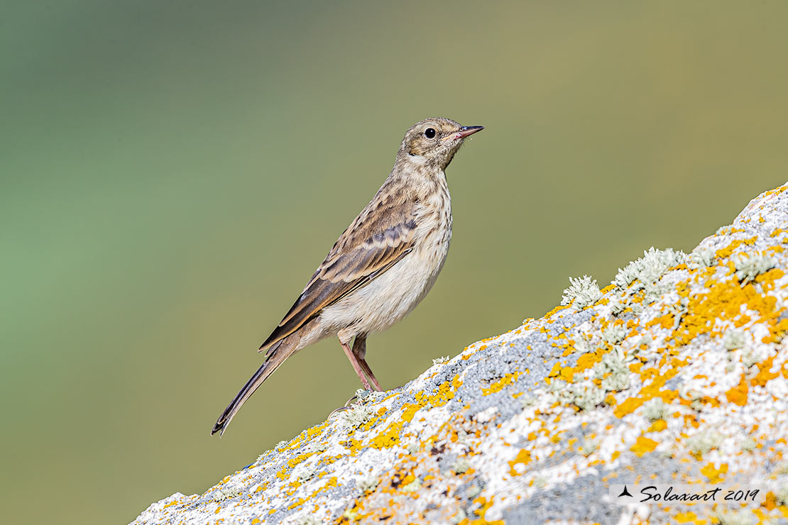 Anthus trivialis; Prispolone; Tree pipit