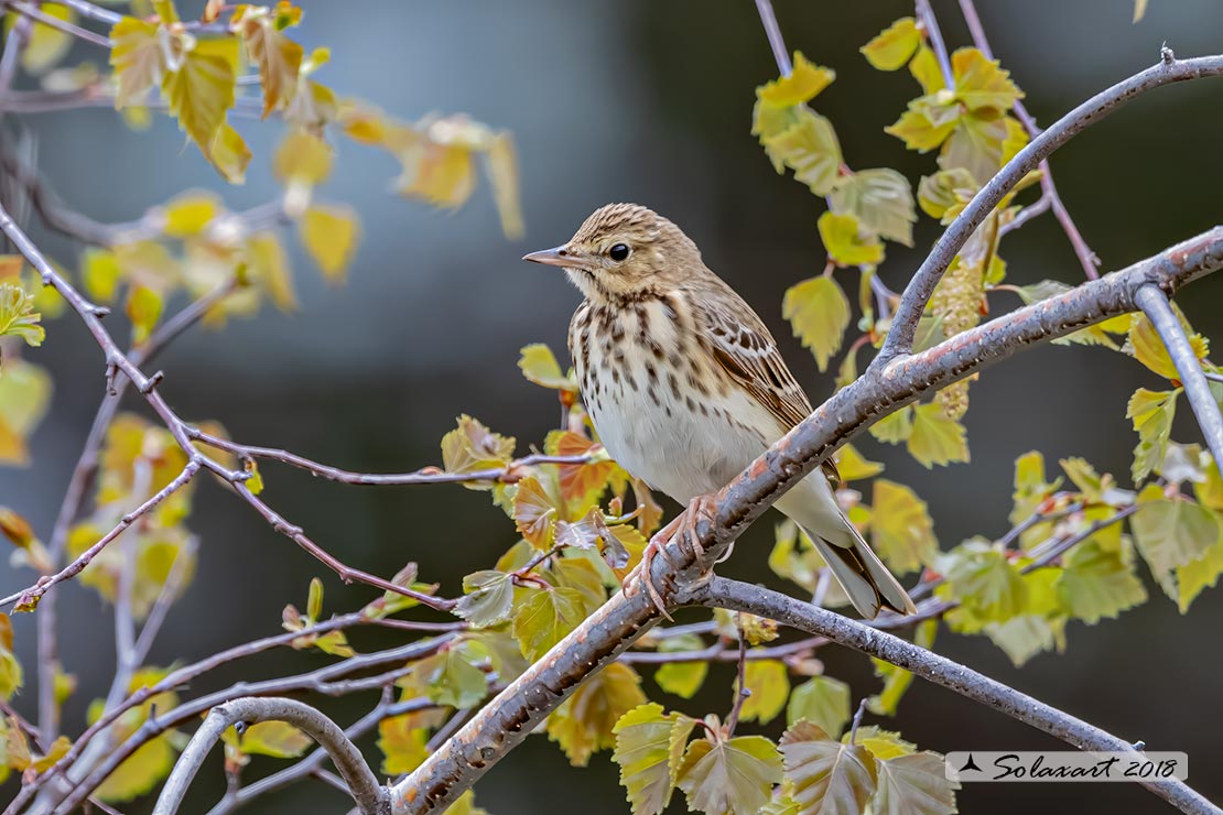 Anthus trivialis; Prispolone; Tree pipit