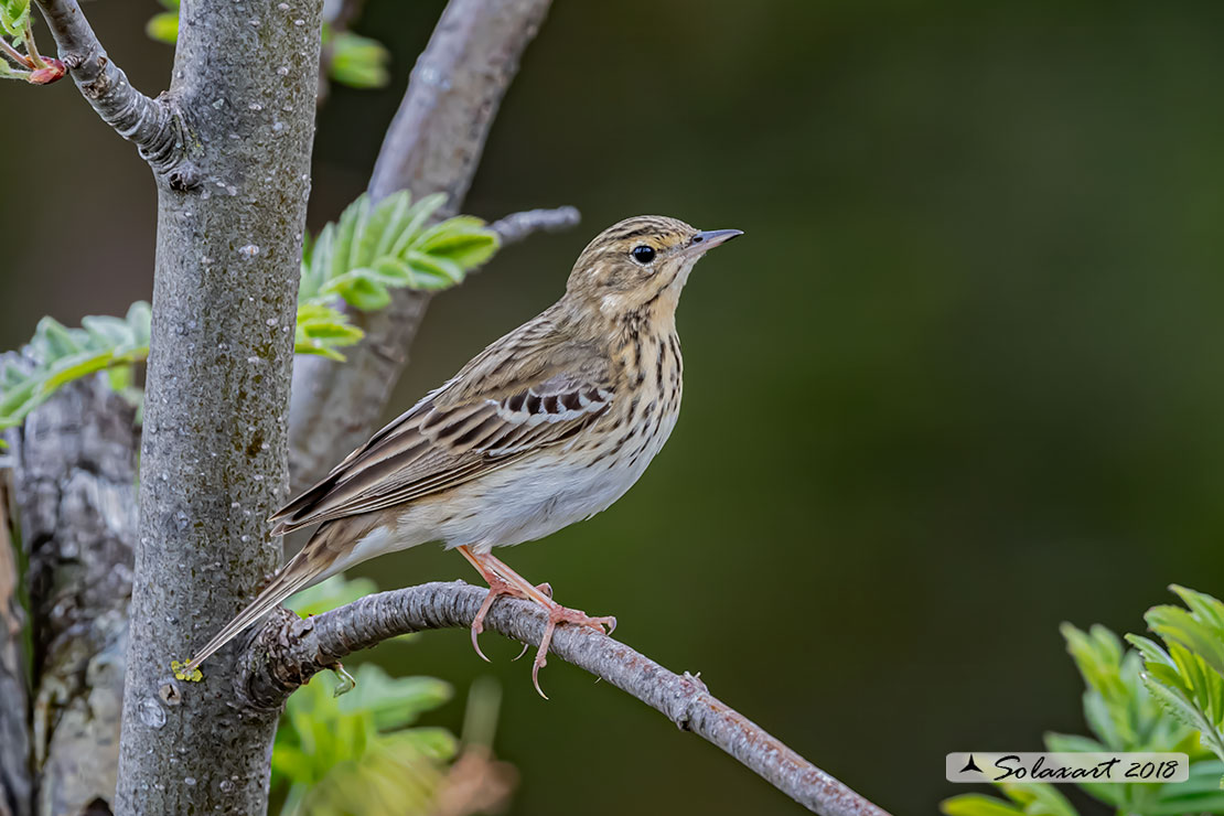 Anthus trivialis; Prispolone; Tree pipit