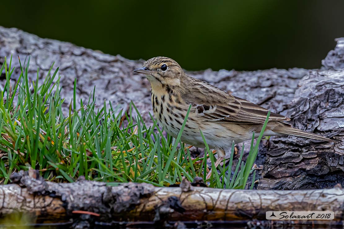 Anthus trivialis; Prispolone; Tree pipit