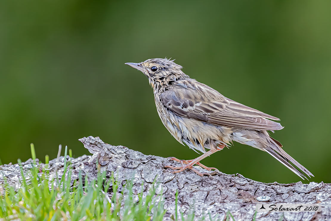 Anthus trivialis; Prispolone; Tree pipit