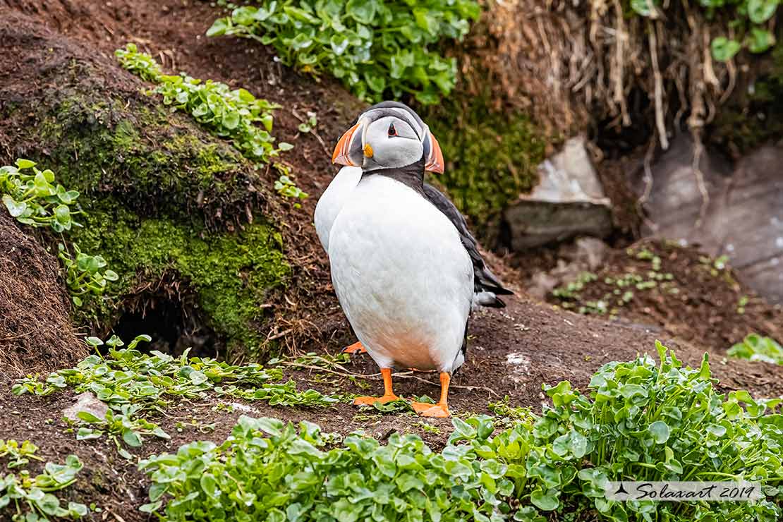 Fratercula arctica: Pulcinella di mare; Atlantic Puffin