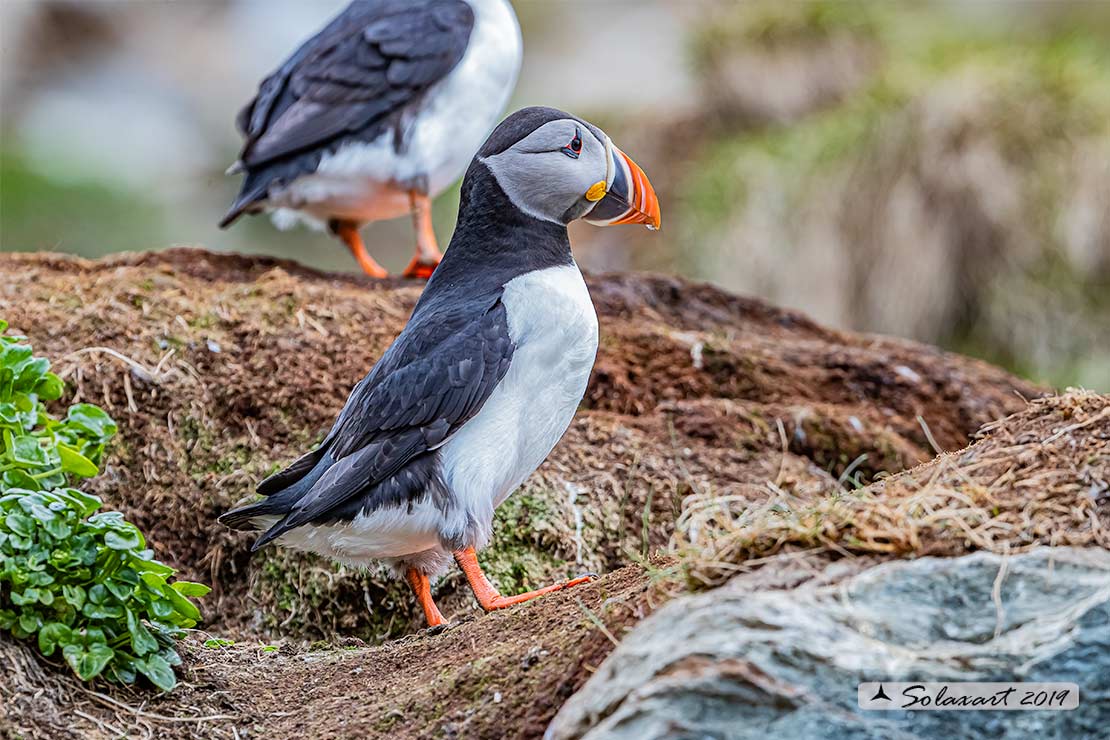 Fratercula arctica: Pulcinella di mare; Atlantic Puffin